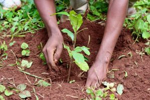 African hands planting trees Urban Street Forest